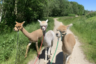 Thumbnail: Enso alpacawandeling 2