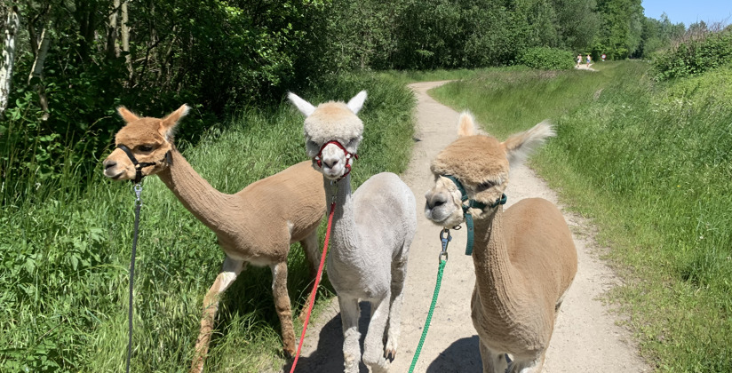Enso alpacawandeling 2