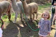 Thumbnail: Enso alpacawandeling
