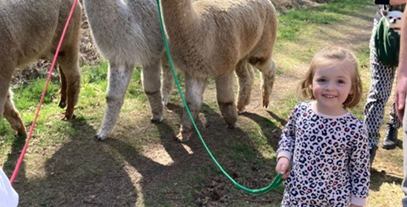 Enso alpacawandeling