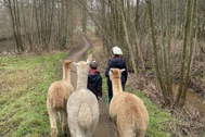 Thumbnail: Enso alpacawandeling 4