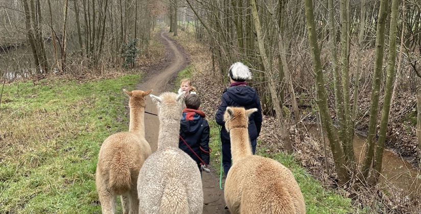 Enso alpacawandeling 4
